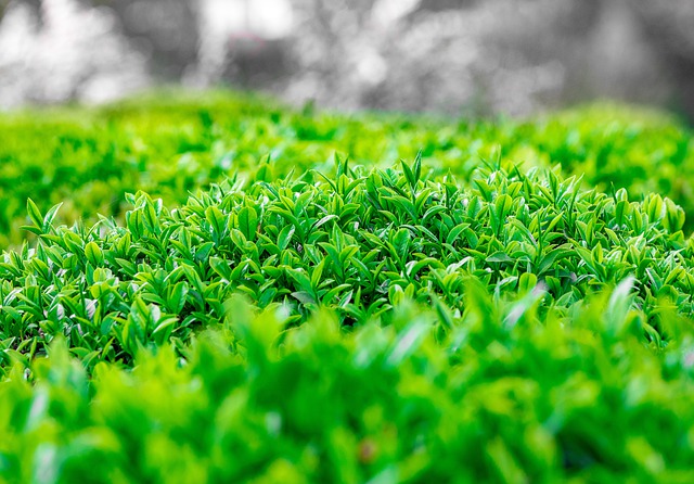 Shaadmani About Us Leaves Shaadmani About Us Leaves